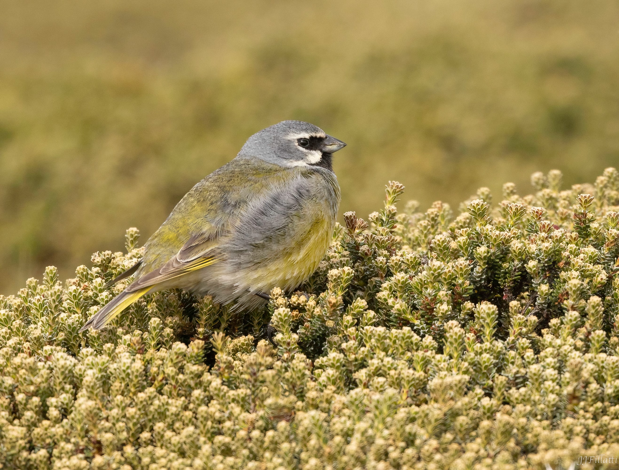 bird of the falklands image 111